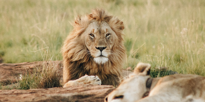 Flights to Masai Mara